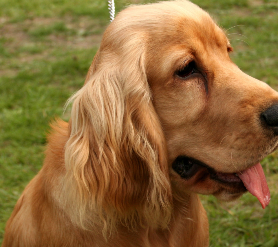 Spaniel wallpaper 960x854