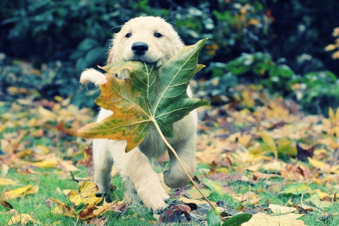 Обои Dog And Leaf 480x320