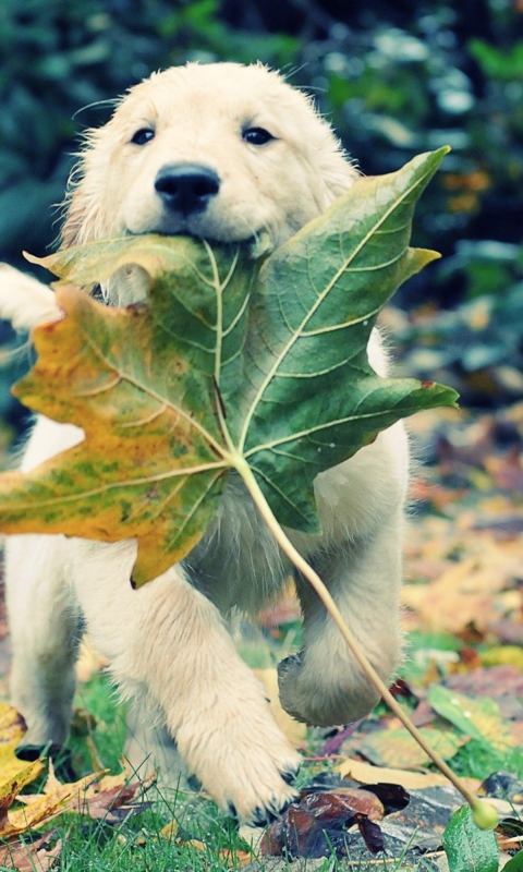 Обои Dog And Leaf 480x800