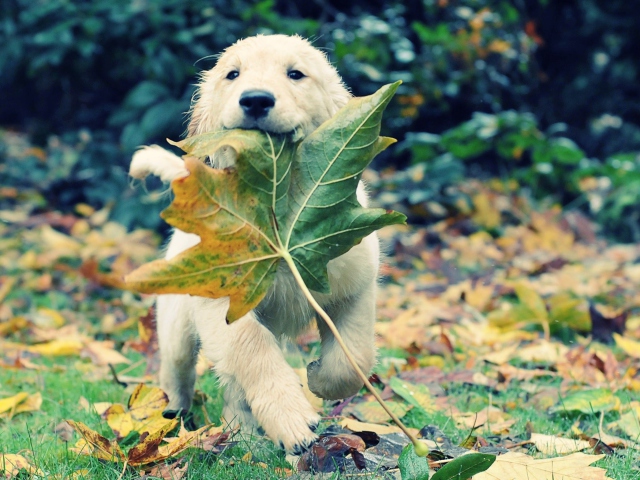 Das Dog And Leaf Wallpaper 640x480