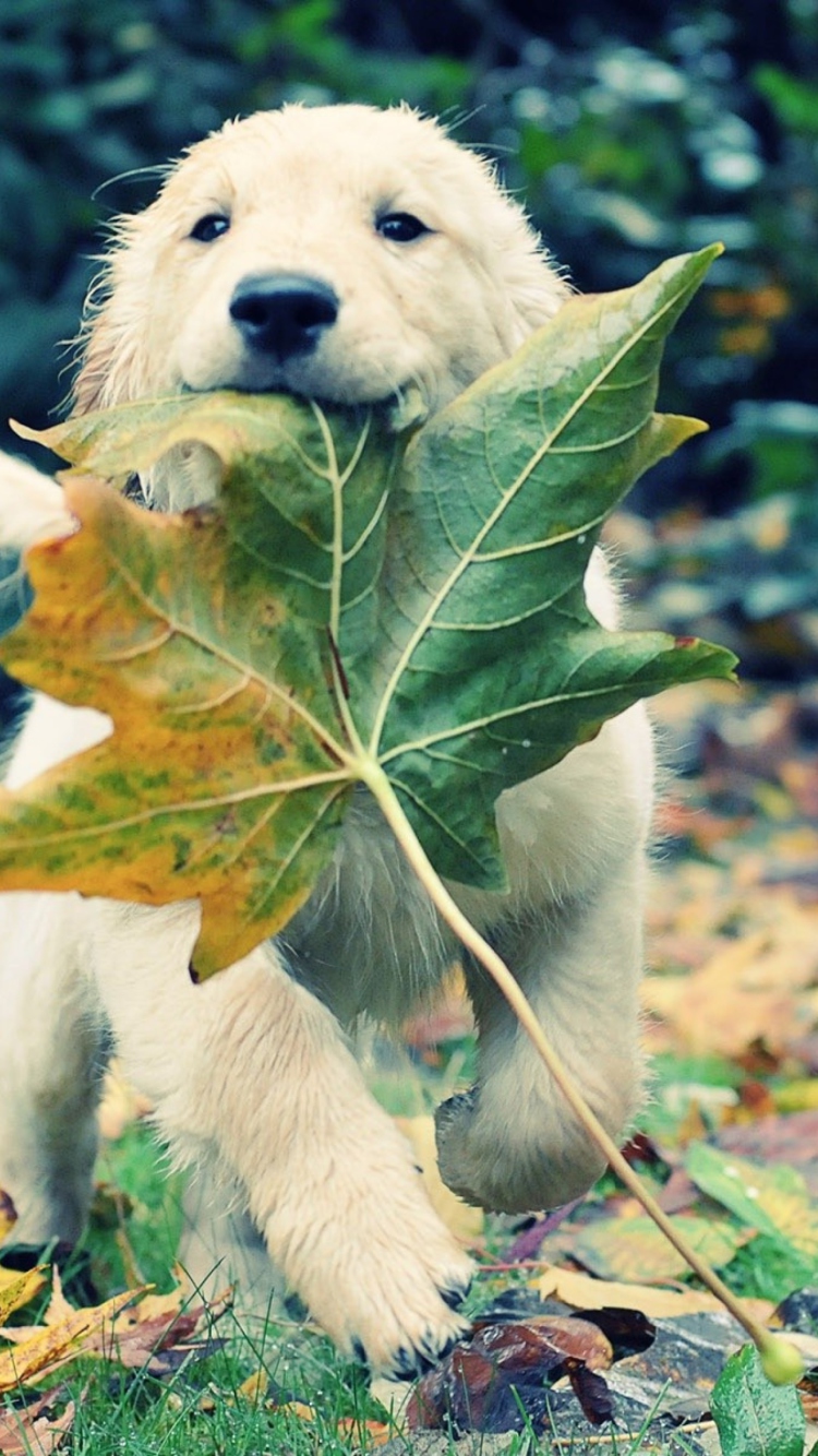 Das Dog And Leaf Wallpaper 750x1334
