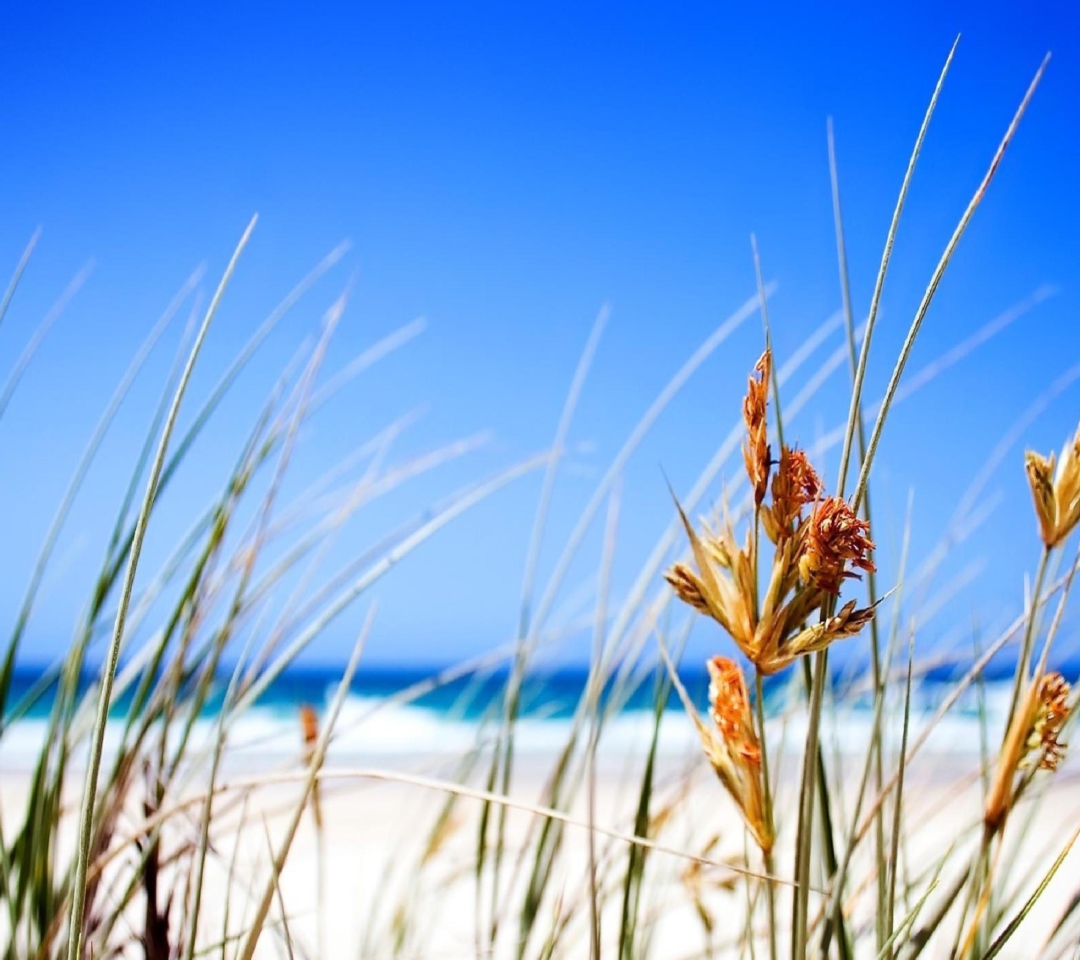 Sfondi Dune, Grass At Beach 1080x960