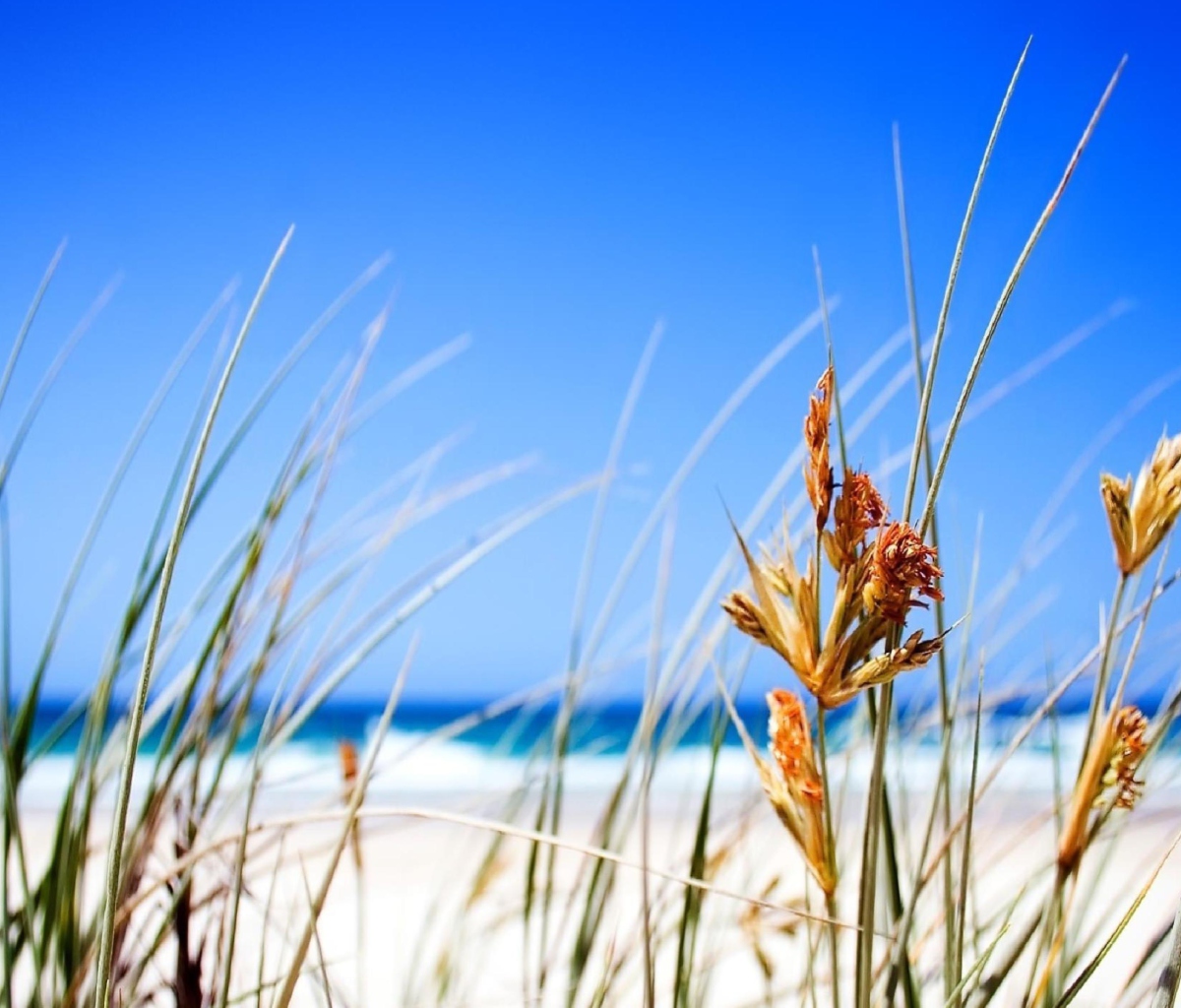 Dune, Grass At Beach screenshot #1 1200x1024