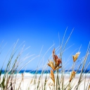Sfondi Dune, Grass At Beach 128x128