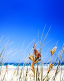 Fondo de pantalla Dune, Grass At Beach 128x160