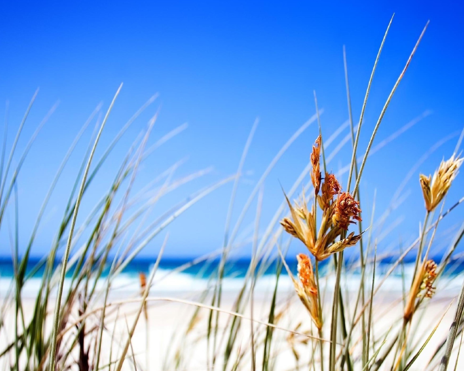 Fondo de pantalla Dune, Grass At Beach 1600x1280