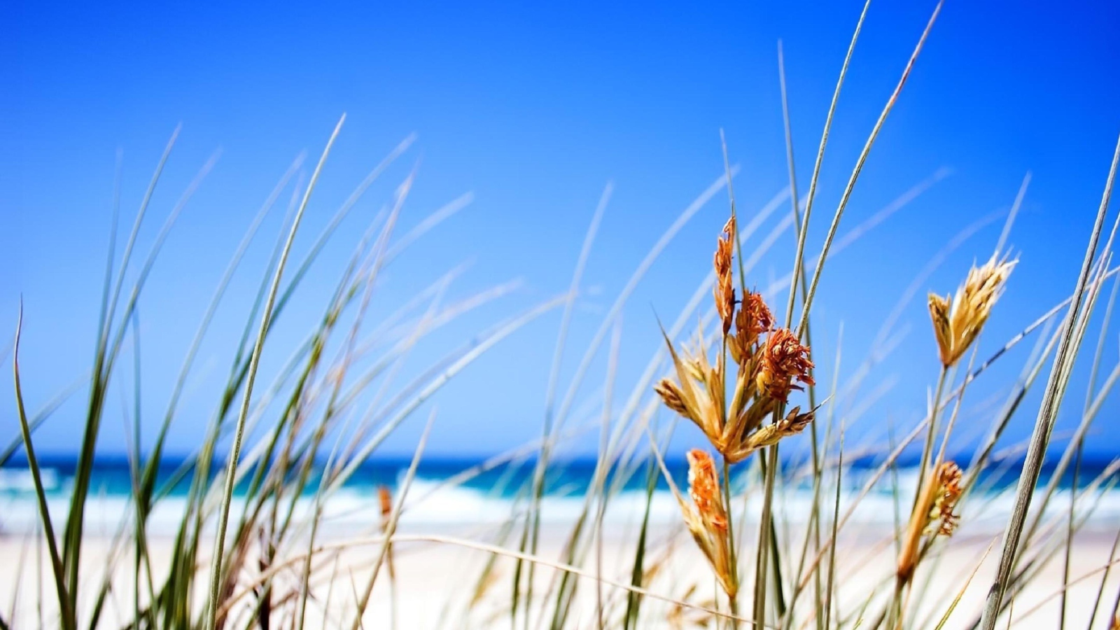 Das Dune, Grass At Beach Wallpaper 1600x900