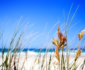 Dune, Grass At Beach screenshot #1 176x144