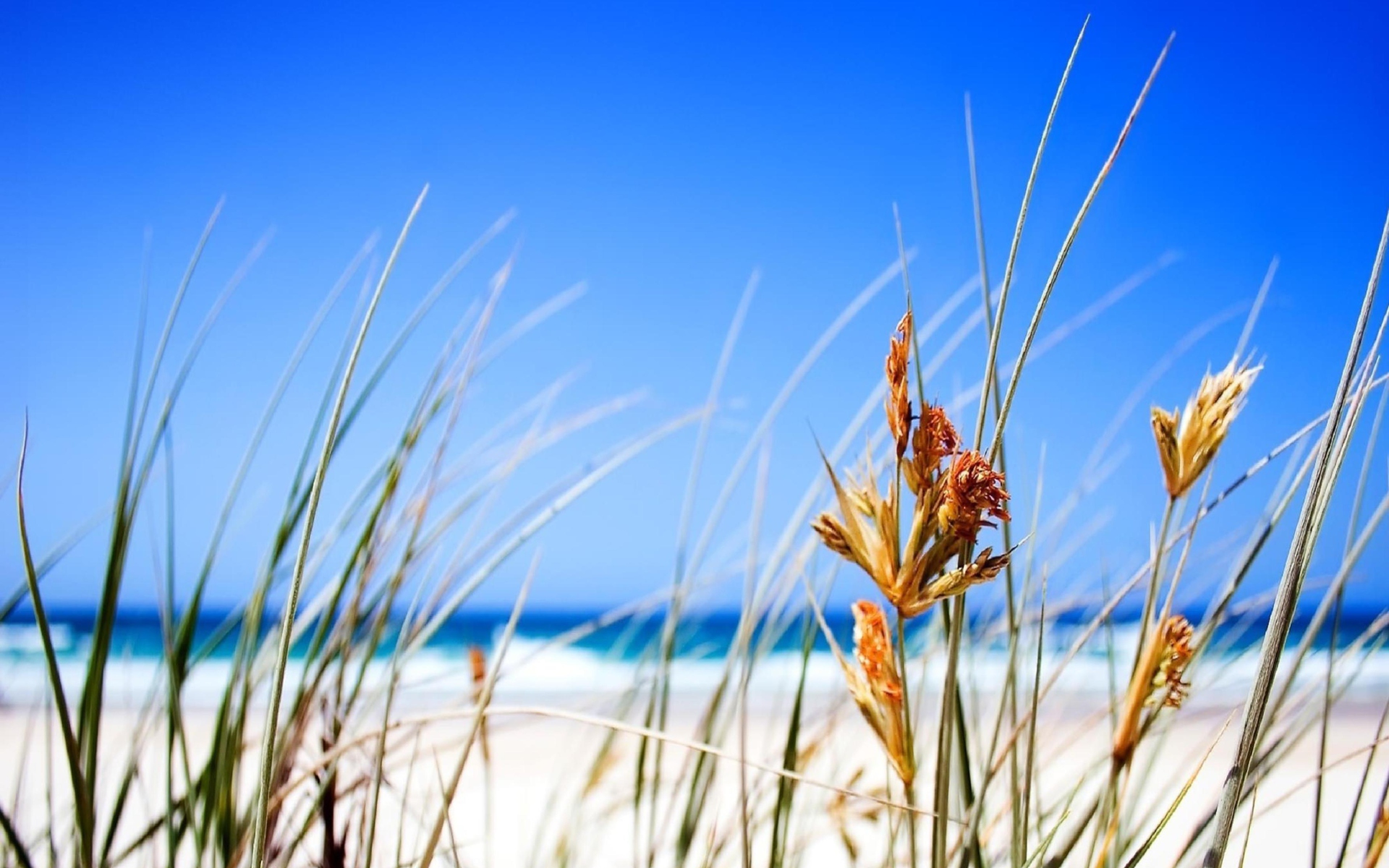 Screenshot №1 pro téma Dune, Grass At Beach 1920x1200