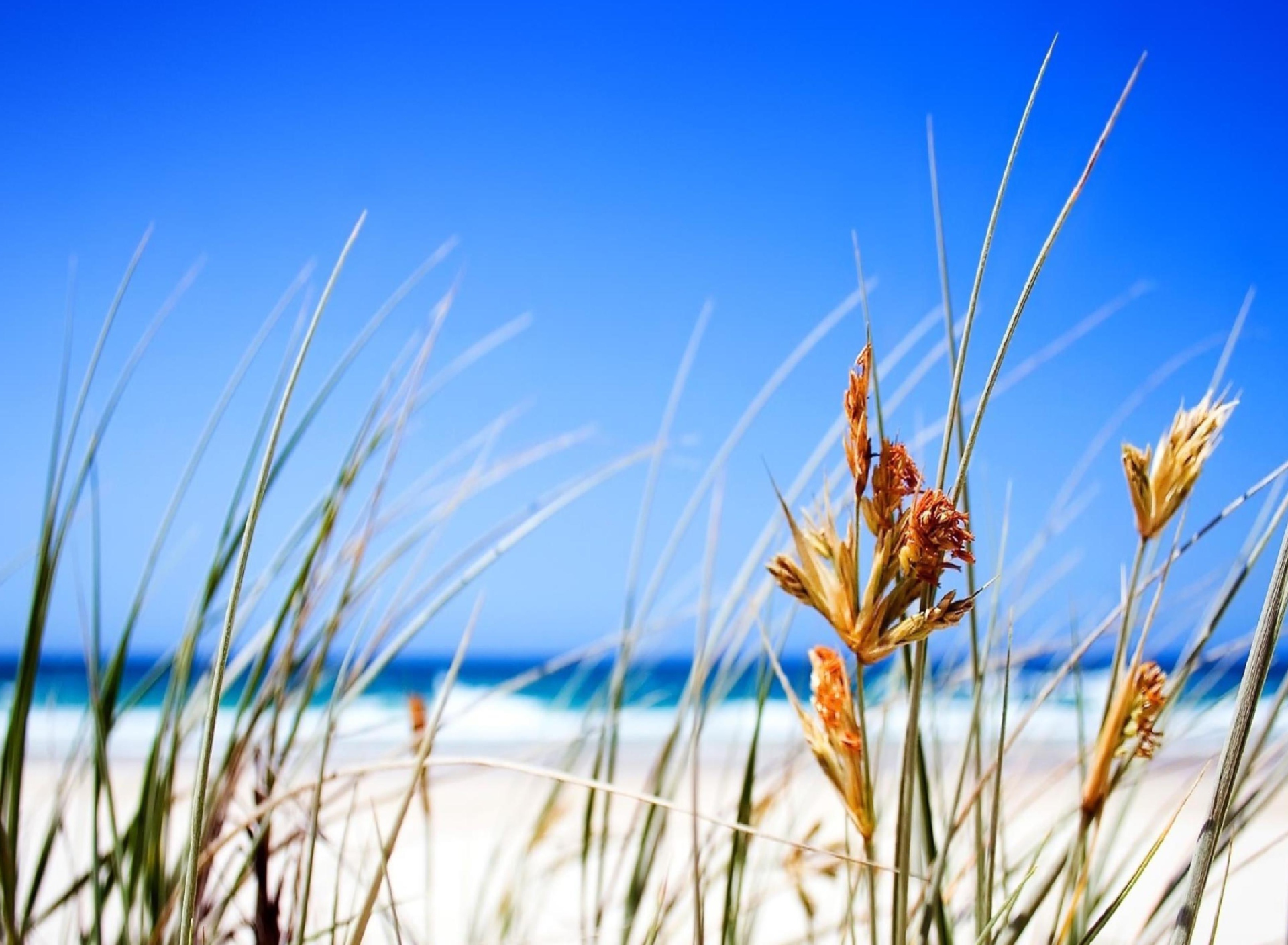 Обои Dune, Grass At Beach 1920x1408