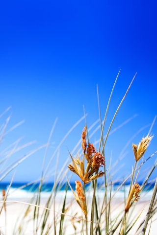 Fondo de pantalla Dune, Grass At Beach 320x480