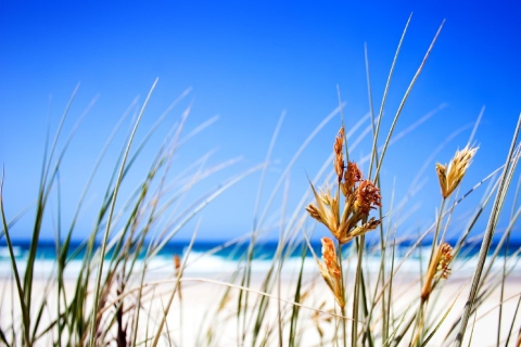 Fondo de pantalla Dune, Grass At Beach 480x320