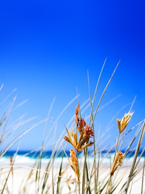 Das Dune, Grass At Beach Wallpaper 480x640