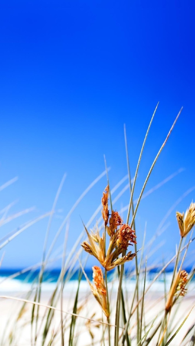 Обои Dune, Grass At Beach 640x1136