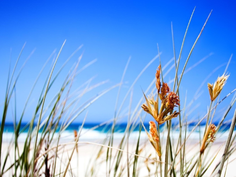 Fondo de pantalla Dune, Grass At Beach 800x600