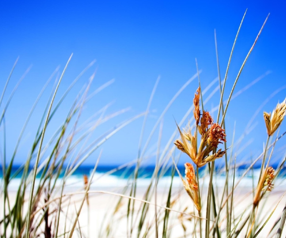 Fondo de pantalla Dune, Grass At Beach 960x800