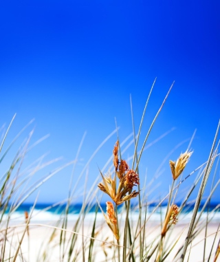 Kostenloses Dune, Grass At Beach Wallpaper für Nokia Asha 311