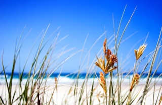 Dune, Grass At Beach Wallpaper for Android, iPhone and iPad