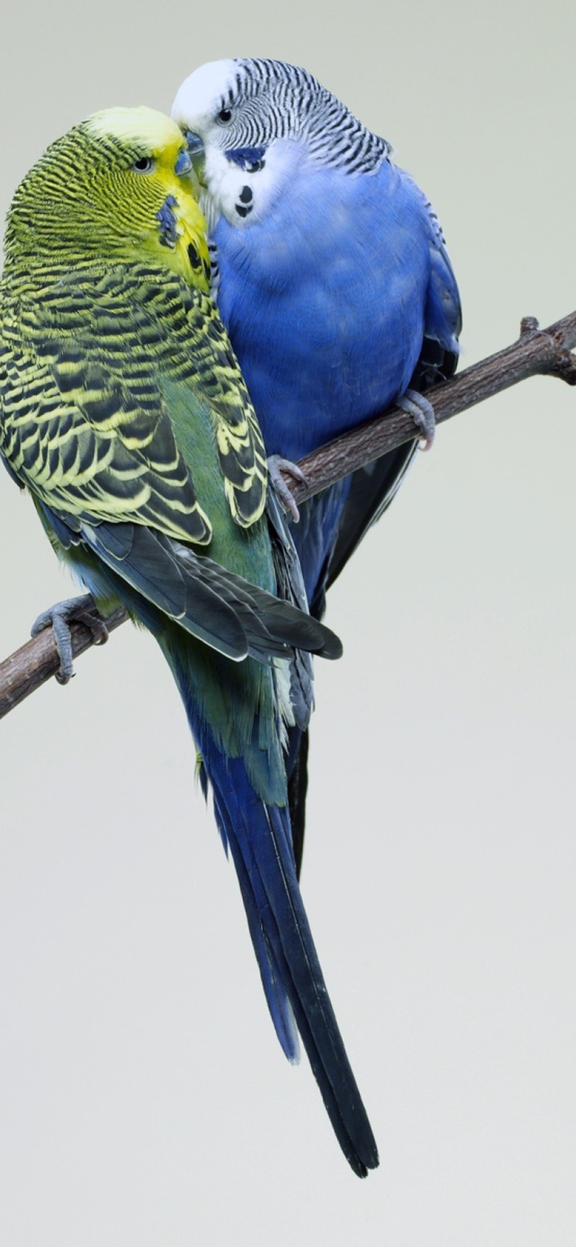 Screenshot №1 pro téma Kissing Parrots 1170x2532