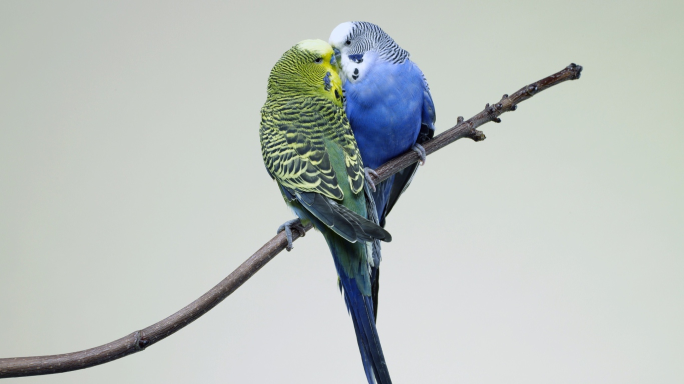 Screenshot №1 pro téma Kissing Parrots 1366x768