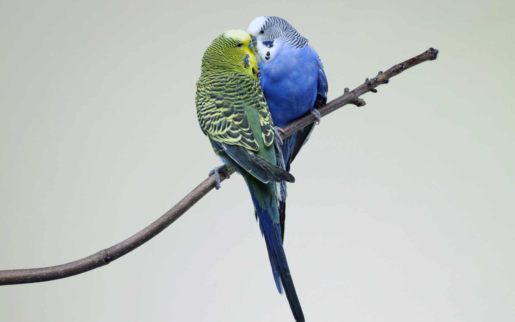 Sfondi Kissing Parrots 1680x1050