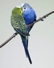 Обои Kissing Parrots 176x220