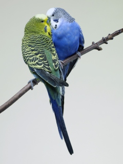 Обои Kissing Parrots 240x320