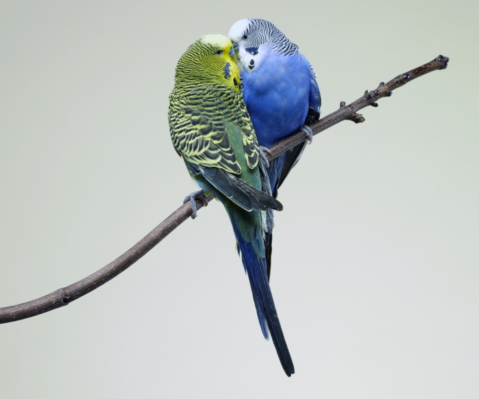 Kissing Parrots wallpaper 960x800