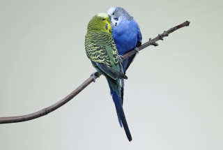 Free Kissing Parrots Picture for Android, iPhone and iPad