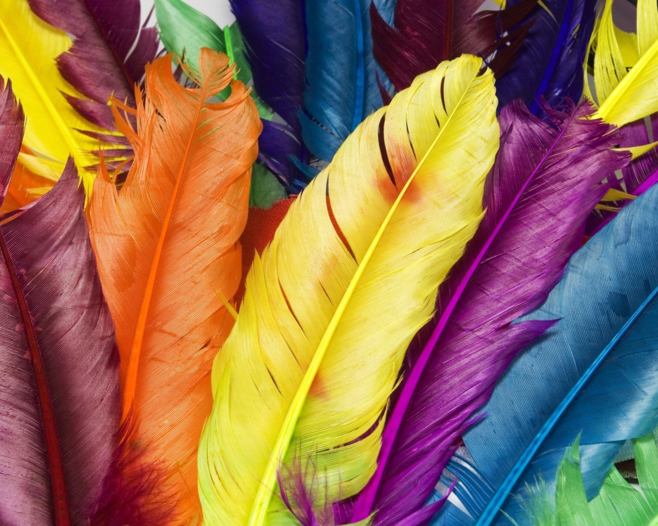 Colorful Feathers wallpaper 1280x1024
