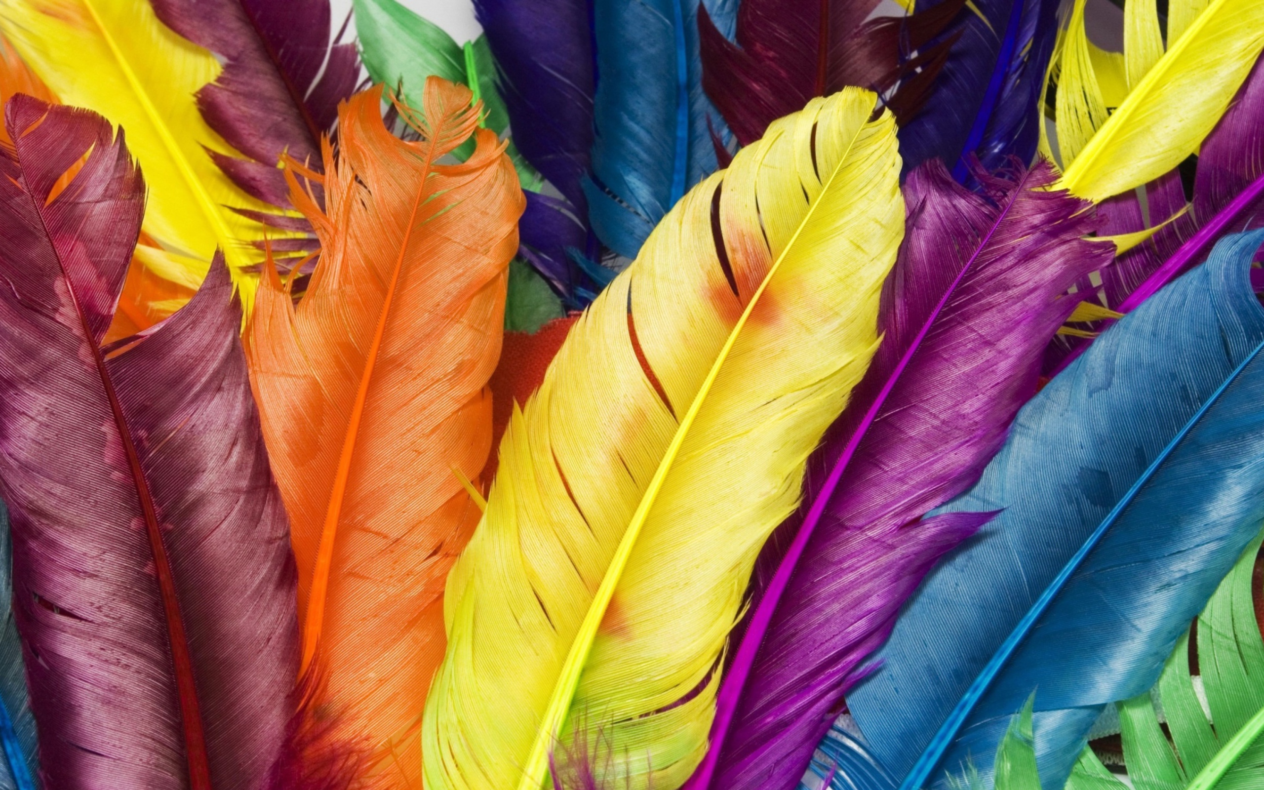 Обои Colorful Feathers 2560x1600