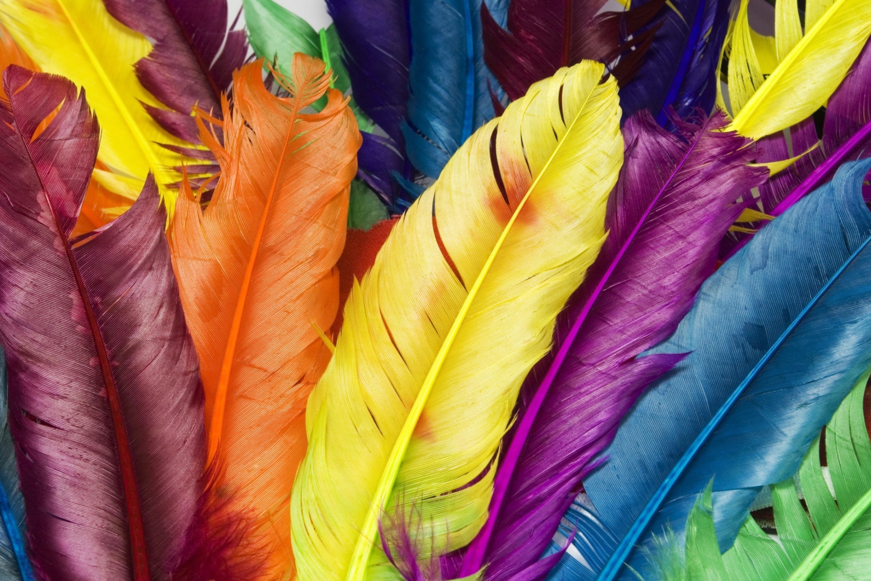 Colorful Feathers wallpaper 2880x1920