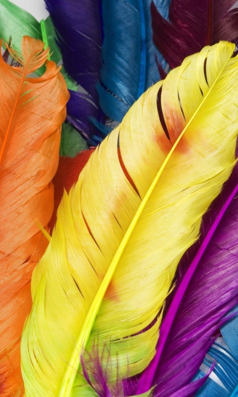 Обои Colorful Feathers 480x800