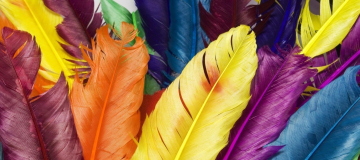 Colorful Feathers screenshot #1 720x320