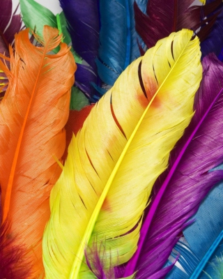 Kostenloses Colorful Feathers Wallpaper für 132x176