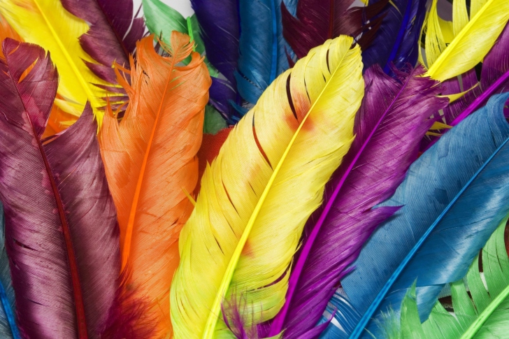 Colorful Feathers wallpaper