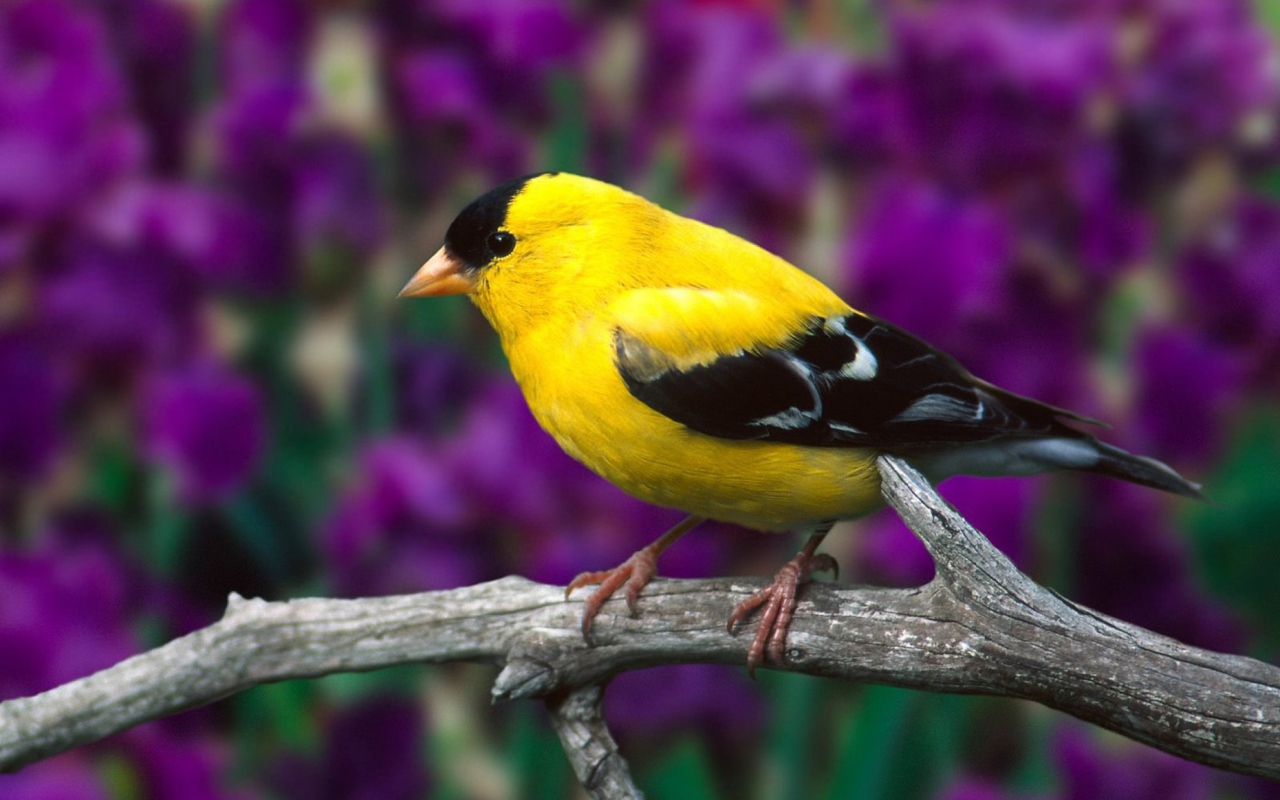 Male American Goldfinch wallpaper 1280x800