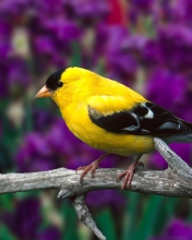 Обои Male American Goldfinch 176x220