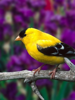 Male American Goldfinch screenshot #1 240x320