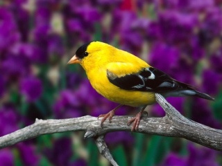 Male American Goldfinch wallpaper 320x240