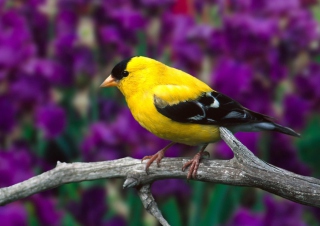 Male American Goldfinch - Obrázkek zdarma 