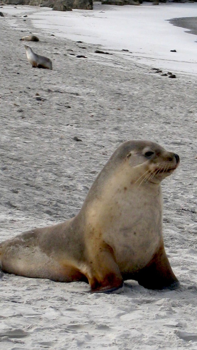 Seal Beach screenshot #1 640x1136