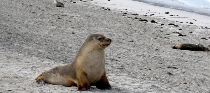 Seal Beach screenshot #1 720x320