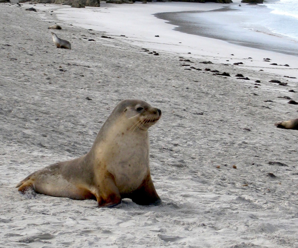 Seal Beach screenshot #1 960x800