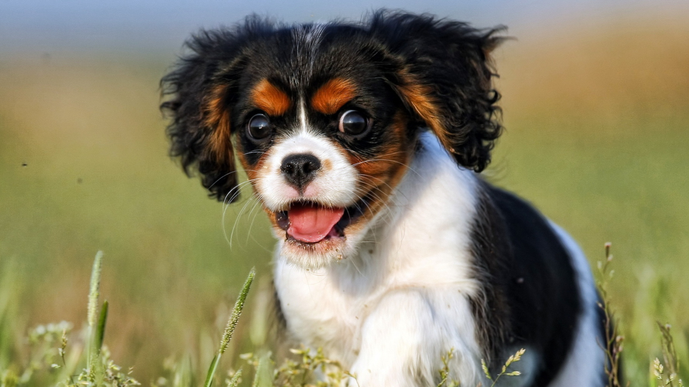 Funny Puppy wallpaper 1366x768