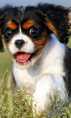 Fondo de pantalla Funny Puppy 240x400