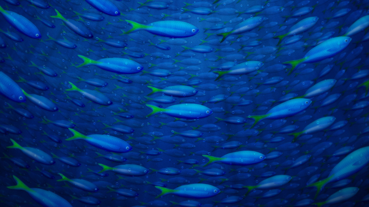 Fondo de pantalla Plenty Of Fish In Sea 1280x720