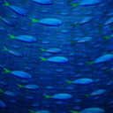 Fondo de pantalla Plenty Of Fish In Sea 128x128