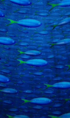 Das Plenty Of Fish In Sea Wallpaper 240x400