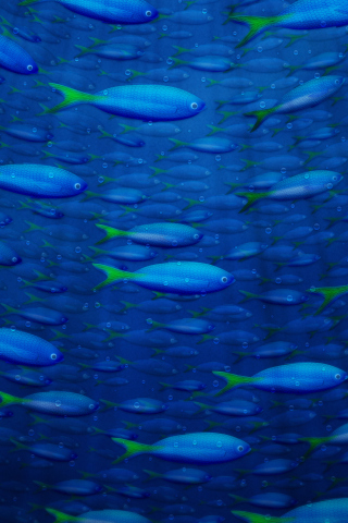 Fondo de pantalla Plenty Of Fish In Sea 320x480